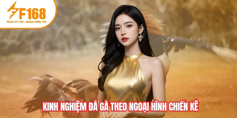 Kinh nghiệm đá gà theo ngoại hình chiến kê